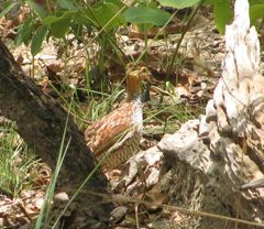 Campocolinus schlegelii