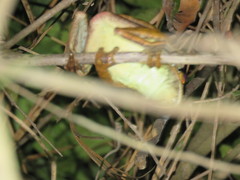 Pithecopus palliatus