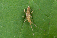 Orchesella flavescens