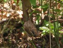 Campocolinus schlegelii