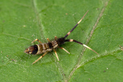 Orchesella flavescens