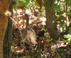 Campocolinus schlegelii