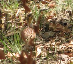 Campocolinus schlegelii