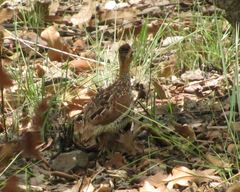 Campocolinus schlegelii