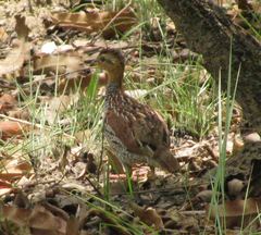 Campocolinus schlegelii