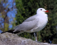 Ichthyaetus audouinii