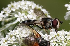 Leucozona xylotoides