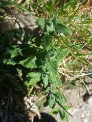 Teucrium scorodonia