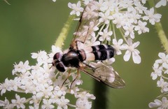 Leucozona xylotoides