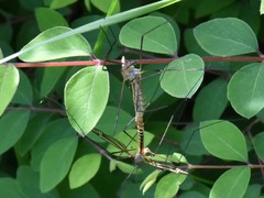 Nephrotoma appendiculata