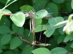 Nephrotoma appendiculata