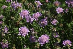 Scabiosa japonica