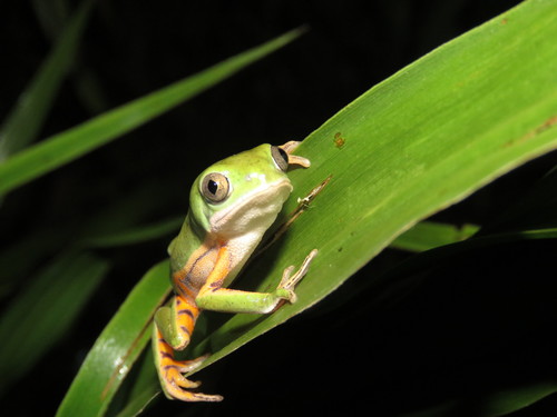 Pithecopus azureus