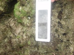 Steromphala umbilicalis