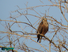 Buteo rufinus