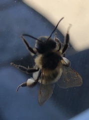 Andrena scotica