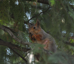 Sciurus vulgaris