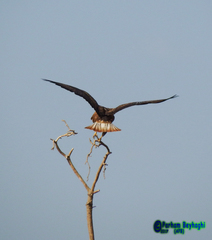 Buteo rufinus