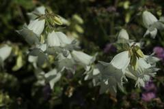 Campanula alliariifolia alliariifolia
