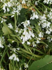 Allium triquetrum