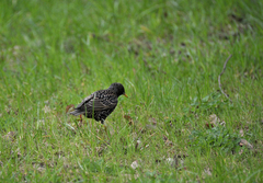 Sturnus vulgaris
