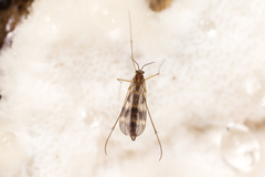 Ditomyiidae
