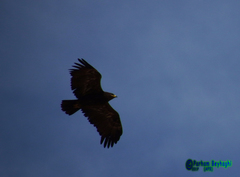 Aquila nipalensis