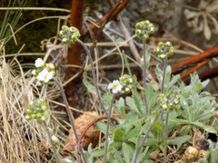 Schivereckia podolica