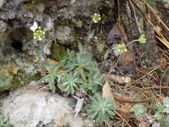 Schivereckia podolica