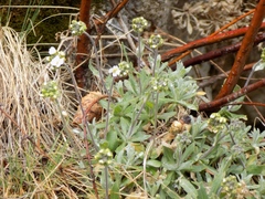 Schivereckia podolica