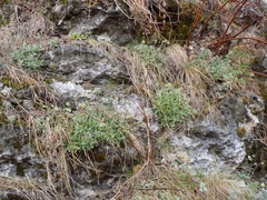 Schivereckia podolica