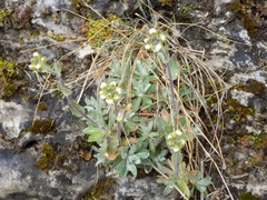 Schivereckia podolica
