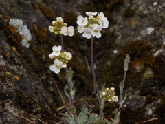 Schivereckia podolica