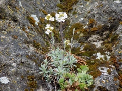 Schivereckia podolica