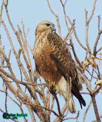 Buteo rufinus