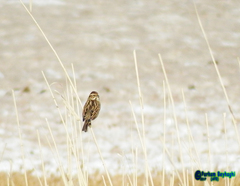 Emberiza schoeniclus