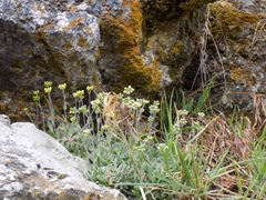Schivereckia podolica