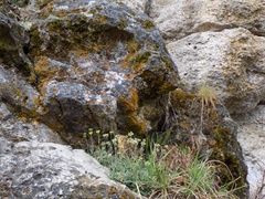 Schivereckia podolica