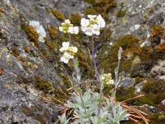 Schivereckia podolica
