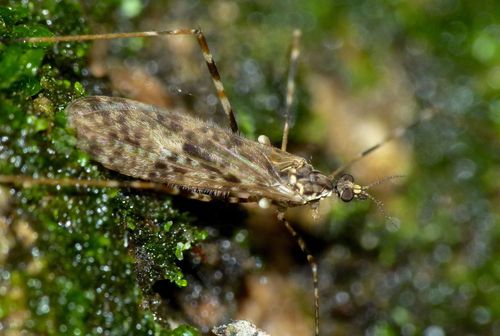 Amphineurus hudsoni photo 3