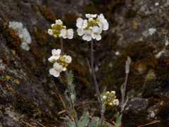 Schivereckia podolica
