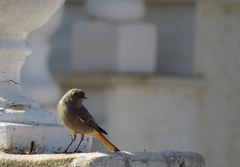 Phoenicurus ochruros