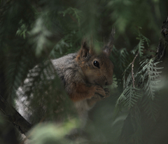 Sciurus vulgaris