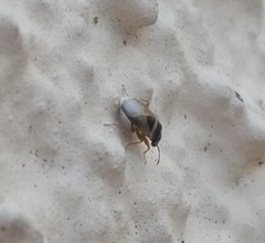 Geocoris megacephalus