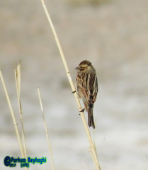 Emberiza schoeniclus