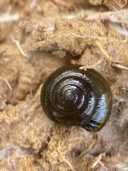 Morlina glabra