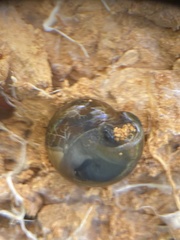 Morlina glabra