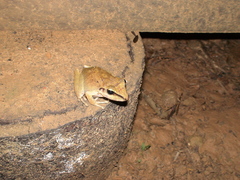 Pristimantis fenestratus