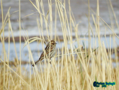 Emberiza schoeniclus