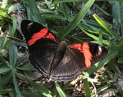 Adelpha lycorias lycorias